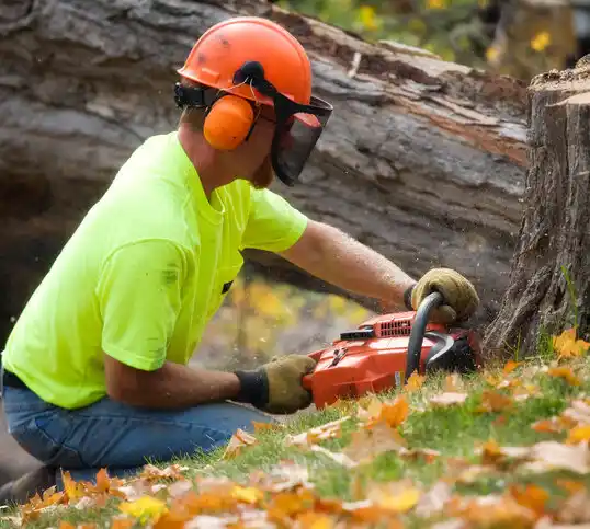 tree services Hillsborough